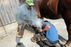 Noch beschlägt der Chef das Pferd: Hufschmied Beni Scherrer und Vater Sandro Scherrer (stehend). (Bild: Michael Hug)