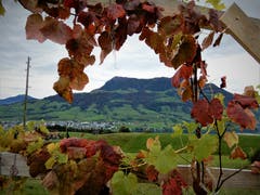 Die Königin der Berge wird von einem herbstlichen «Weinblätter-Schmuck» umrahmt. (Bild: Margrith Imhof-Röthlin, Küssnacht, 18. Oktober 2019)