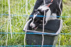 Impressionen der Schweizermeisterschaft der Hütehunde 2019. (Bild: Pius Amrein, Rain, 18. Oktober 2019)