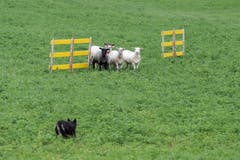 Impressionen der Schweizermeisterschaft der Hütehunde 2019. (Bild: Pius Amrein, Rain, 18. Oktober 2019)