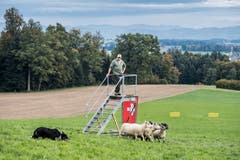 Impressionen der Schweizermeisterschaft der Hütehunde 2019. (Bild: Pius Amrein, Rain, 18. Oktober 2019)