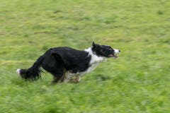 Impressionen der Schweizermeisterschaft der Hütehunde 2019. (Bild: Pius Amrein, Rain, 18. Oktober 2019)