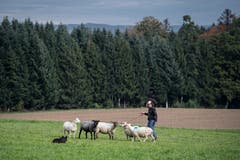 Impressionen der Schweizermeisterschaft der Hütehunde 2019. (Bild: Pius Amrein, Rain, 18. Oktober 2019)