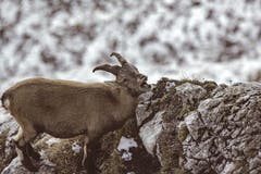 Lacht sie mich an; oder etwa aus? (Bild: Hardy Konzelmann, Pilatus, 17. Oktober 2019)