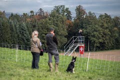 Impressionen der Schweizermeisterschaft der Hütehunde 2019. (Bild: Pius Amrein, Rain, 18. Oktober 2019)