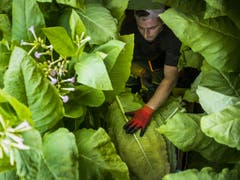 Tabakanbau ist aufwendig, bei der Ernte braucht es viel Handarbeit. (Bild: KEYSTONE/JEAN-CHRISTOPHE BOTT)
