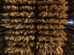 Zum Trocknen aufgehängte Tabakblätter. Der Marktanteil der Schweizer Tabakproduzenten im Inland ist klein. (Bild: KEYSTONE/JEAN-CHRISTOPHE BOTT)