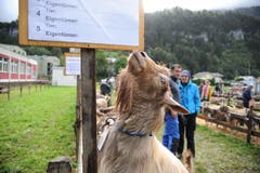 Impressionen von der Urner Kleinviehschau. (Bild: Urs Hanhart, Schattdorf, 2. Oktober 2019)