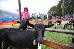Impressionen von der Urner Kleinviehschau. (Bild: Urs Hanhart, Schattdorf, 2. Oktober 2019)