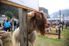 Impressionen von der Urner Kleinviehschau. (Bild: Urs Hanhart, Schattdorf, 2. Oktober 2019)