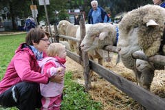 Impressionen von der Urner Kleinviehschau. (Bild: Urs Hanhart, Schattdorf, 2. Oktober 2019)