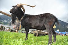 Impressionen von der Urner Kleinviehschau. (Bild: Urs Hanhart, Schattdorf, 2. Oktober 2019)