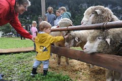 Impressionen von der Urner Kleinviehschau. (Bild: Urs Hanhart, Schattdorf, 2. Oktober 2019)