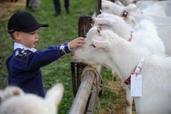 Impressionen von der Urner Kleinviehschau. (Bild: Urs Hanhart, Schattdorf, 2. Oktober 2019)