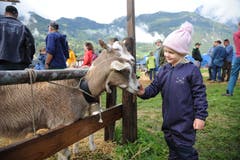 Impressionen von der Urner Kleinviehschau. (Bild: Urs Hanhart, Schattdorf, 2. Oktober 2019)