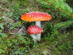 Herbstzeit ist Pilzzeit. (Bild: Walter Buholzern, Glaubenberg, 20. Oktober 2019)