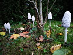 Pilze im Garten. (Bild: Christine Vanoli, Reiden, 20. Oktober 2019)
