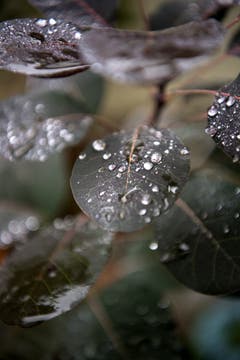 Impressionen aus dem Garten von Retha Scherrer. (Bild: Pius Amrein, Ebikon, 22. Oktober 2019)