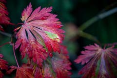 Impressionen aus dem Garten von Retha Scherrer. (Bild: Pius Amrein, Ebikon, 22. Oktober 2019)