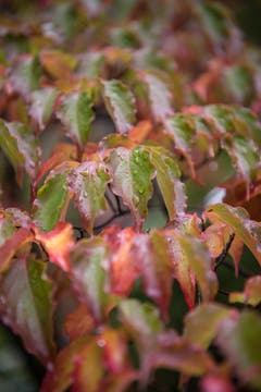 Impressionen aus dem Garten von Retha Scherrer. (Bild: Pius Amrein, Ebikon, 22. Oktober 2019)