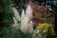 Impressionen aus dem Garten von Retha Scherrer. (Bild: Pius Amrein, Ebikon, 22. Oktober 2019)