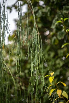 Impressionen aus dem Garten von Retha Scherrer. (Bild: Pius Amrein, Ebikon, 22. Oktober 2019)