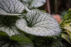 Impressionen aus dem Garten von Retha Scherrer. (Bild: Pius Amrein, Ebikon, 22. Oktober 2019)