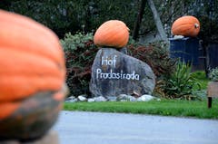 Seit vier Jahren baut Familie Zogg vom Hof Pradastrada Kürbisse an.