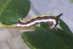 Pfeileulen-Raupe bei Engelburg. (Bild: Armin Kappeler)