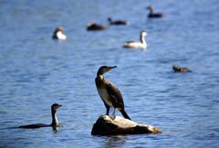 Am Bodensee ist es ruhiger geworden und die Wasservögel sind wieder weitgehend unter sich. Kormorane und Co. am Rheinspitz. (Bild: Ingrid Zürcher)