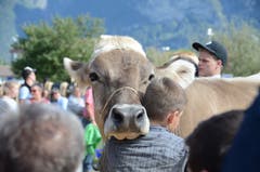 Die besten Kühe wurden im Ring vorgeführt.