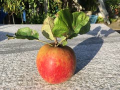 300 Gramm Boskoop in Montlingen. (Bild: Toni Sieber)