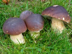 Einer der begehrtesten und meist verzehrten Speisepilze der Schweiz ist der Steinpilz.(Bild: PD/Max Danz)