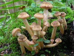 Der Honiggelbe Hallimasch gehört zur Gruppe der Hallimasche, welche parasitäre Pilze sind. Hallimasche bilden unterirdische Verästelungen, die sich teilweise über viele Quadratkilometer hinweg erstrecken. Deshalb gelten sie als grösstes Lebewesen der Welt. (Bild: PD/Max Danz)