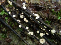 Das Falsche Weisse Stängelbecherchen ist der aus Ostasien eingeschleppte Pilz, der die Eschenwelke verursacht. (Bild: PD/Jörg Gilgen)