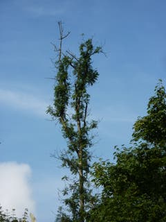 Dramatisch: Dieser Baum leidet an der Eschenwelke, die durch einen eingeschleppten, parasitären Pilz aus Ostasien verursacht wird und 90 Prozent der befallenen Bäume rasch tötet. (Bild: PD/Andrin Gross)
