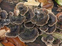 Wunderschön anzusehen ist die Schmetterlings-Tramete. Die Aufgabe dieses Pilzes ist die Zersetzung von Totholz. (Bild: PD/Max Danz)