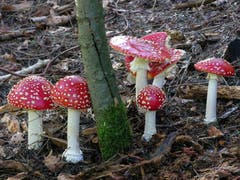 Einer der meist fotografierten Pilze ist der attraktive, giftige Fliegenpilz. (Foto: PD/Max Danz)