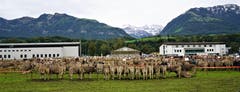 Braunvieh - eine Kuh schöner als die andere - so weit das Auge reicht. (Bild: Romano Cuonz, Sarnen, 4. Oktober 2019)