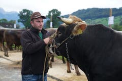 Wer ist an diesem Freudentag wohl stolzer: Der Züchter oder der Stier? (Bild: Romano Cuonz, Sarnen, 4. Oktober 2019)