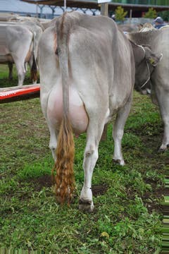 An so einer Viehschau gibt's Milch für einen ganzen Kanton ... nur trinken an diesem Tag die meisten Bauern eher Gebranntes ... (Bild: Romano Cuonz, Sarnen, 4. Oktober 2019)