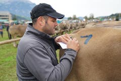 Sepp Infanger aus Engelberg notiert jedes Detail der Spitzenkuh mit der Eins auf dem Rücken. (Bild: Romano Cuonz, Sarnen, 4. Oktober 2019)