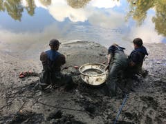 Die Fische werden in Bottichen gesammelt und kommen ein neues zu Hause. Sie werden nach Rheineck umgesiedelt.