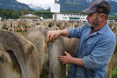 Auch Kühe wollen sich zur Misswahl von Kopf bis Schwanz so schön wie möglich präsentieren: Das weiss Sepp Flück aus St. Niklausen nur zu genau. (Bild: Romano Cuonz, Sarnen, 4. Oktober 2019)