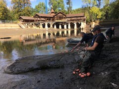 Im hüfttiefen Grund stehen Mitarbeiter vom Amt für Jagd und Fischerei sowie Helfer vom Fischerverein und ziehen mit Netzen die Fische aus dem Wasser.