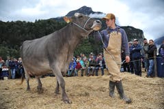 Impressionen von der Grossviehschau in Schattdorf. (Bild: Urs Hanhart, Schattdorf, 5. Oktober 2019)
