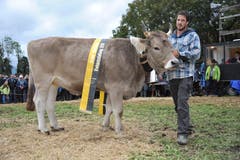 OB-Rinder-Champion «Lorena» aus dem Stall von Thomas Arnold, Bürglen. (Bild: Urs Hanhart, Schattdorf, 5. Oktober 2019)