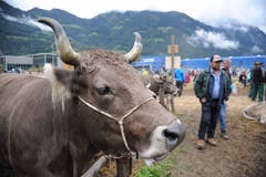 Impressionen von der Grossviehschau in Schattdorf. (Bild: Urs Hanhart, Schattdorf, 5. Oktober 2019)