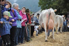 Impressionen von der Grossviehschau in Schattdorf. (Bild: Urs Hanhart, Schattdorf, 5. Oktober 2019)
