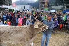 Impressionen von der Grossviehschau in Schattdorf. (Bild: Urs Hanhart, Schattdorf, 5. Oktober 2019)